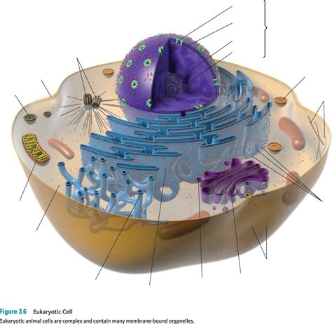 Cell Structure Part 1 Diagram Quizlet