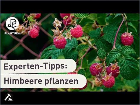 Himbeeren schneiden und düngen Tipps und Anleitungen Bravocan DE