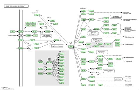 Ras signaling pathway – Affinity Biosciences