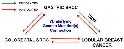 Cancers Free Full Text Cdh1 Gene Mutation Hereditary Diffuse Gastric Cancer Outcomes