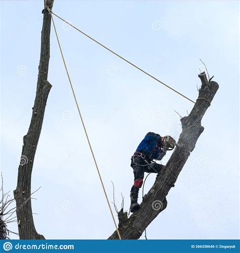 How to reach a high arborist salary in three years 34