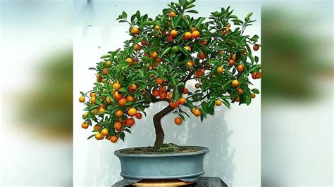 Перекись водорода для комнатных растений- польза,применение, пропорции