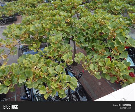 Kiwi Plant On Pergola Image And Photo Free Trial Bigstock