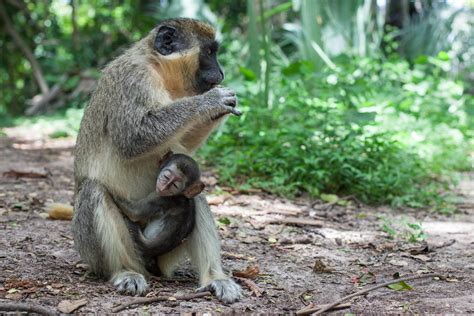 Monkey Love, Bijilo Forest Park, The Gambia — Geraint Rowland Photography