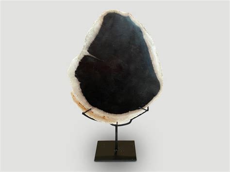 Minimalist Petrified Wood On Stand 68bw Andrianna Shamaris