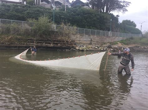 Fish Tour: Seining in the San Lorenzo River - Coastal Watershed Council