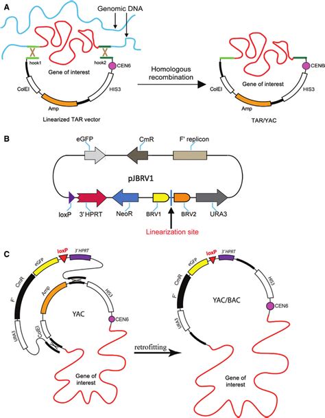 Cloning Humans Diagram