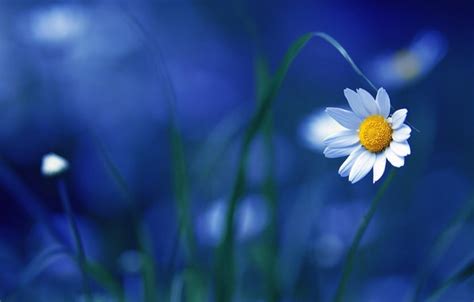 Wallpaper Nature, Flower, Blue, Wallpaper for mobile and desktop ...