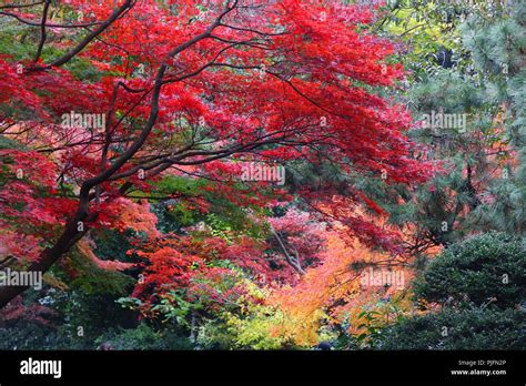 momiji leaves