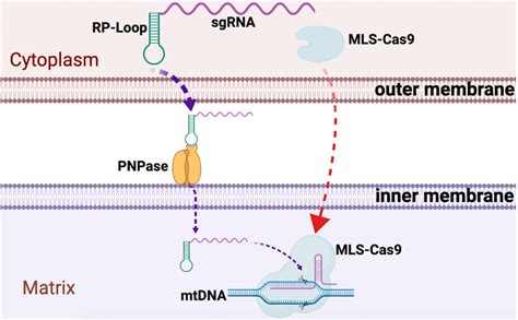 Frontiers Adapting Crispr Cas9 System For Targeting Mitochondrial Genome