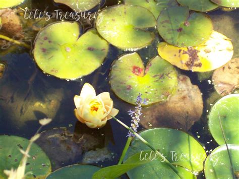 Flowering Lilypad Nature Photography 8x10 Photo Print Etsy