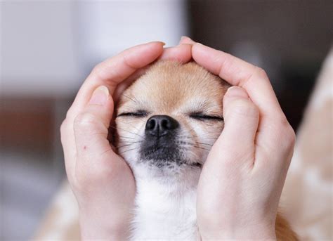 Reiki Healing For Pets And Animals Pet Reiki Healing Animal Reiki