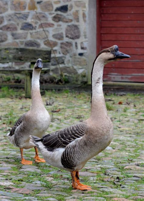 Chinese Geese | BackYard Chickens - Learn How to Raise Chickens