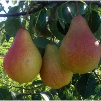 Груша Мария (саженцы) купить по цене 160 грн. в Украине, Черновцах
