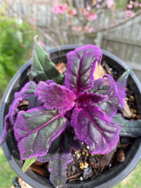 Gynura Aurantiaca Purple Passion Velvet Plant 2 4 Inches Etsy