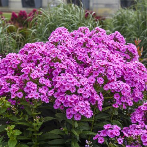 Phlox paniculata 'Prismatic Pink' PP35787 CPBRAF | Walters Gardens, Inc.