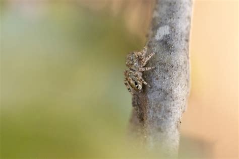 Coppered White Cheeked Jumping Spider Invertebrates Of Foothills