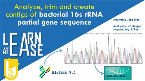 How To Correctly Analyze Raw Sequence Files Of Bacterial 16s Rrna