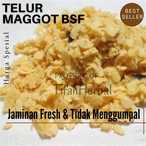 Jual Telur Maggot Lalat BSF Murah Jakarta Pusat TIFAHJAYA Tokopedia