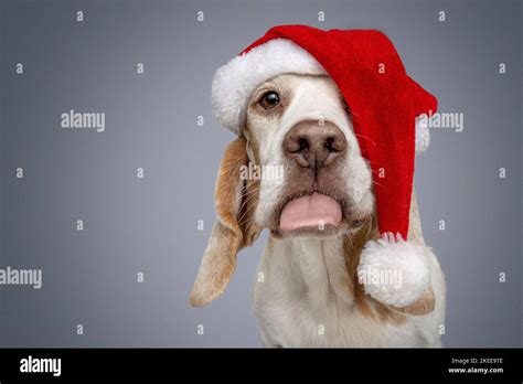 Beagle in costume Stock Photo - Alamy
