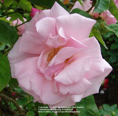 Rose Rosa Kathleen Harrop In The Roses Database