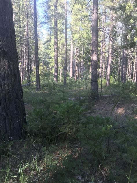 Fleming Meadow Loop California Alltrails