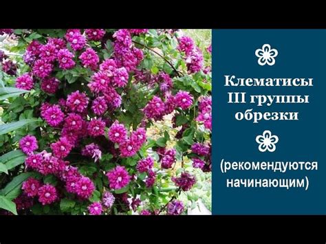 Клематис Николай Рубцов Фото — Картинки фотографии