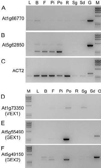 Rt Pcr Expression Analysis Of Arabidopsis Transcripts Gene Specific