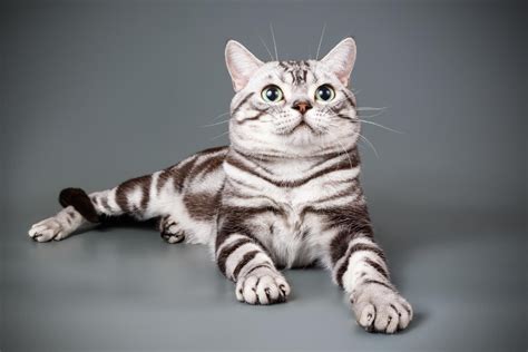 20 Facts About American Shorthair Cats