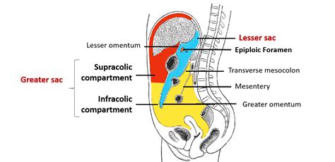 Peritoneum and Peritoneal Cavity – Anatomy QA