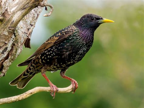 european starling stock  pictures royalty  images