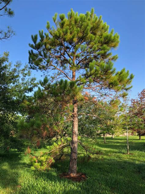 Loblolly Pine tree - Southern Native Trees