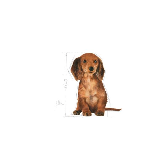 Dachshund Puppy | Royal Canin MT