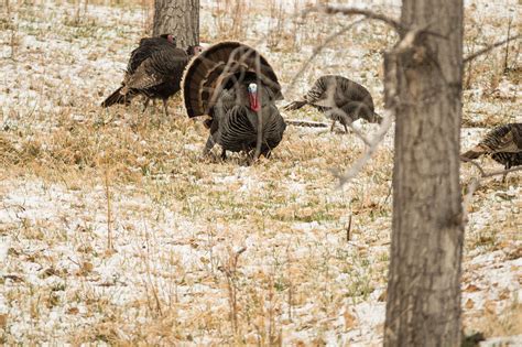 Wild Turkeys In Colorado Flickr