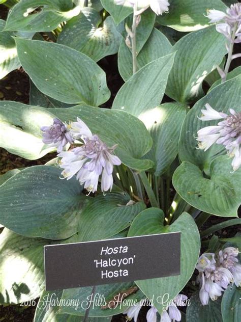 Хоста Халцион (Halcyon): описание, фото, посадка и уход