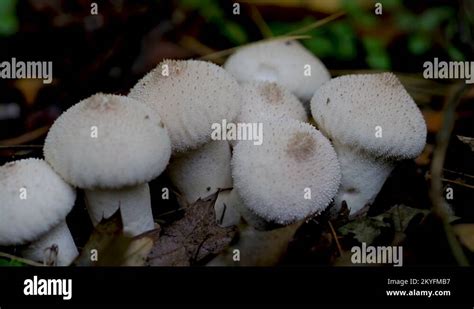 Mushroom Ball Stock Videos And Footage Hd And 4k Video Clips Alamy