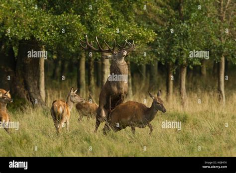 Red Deer Rutting Season Stock Photo Alamy