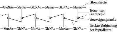 Murein - Lexikon der Chemie