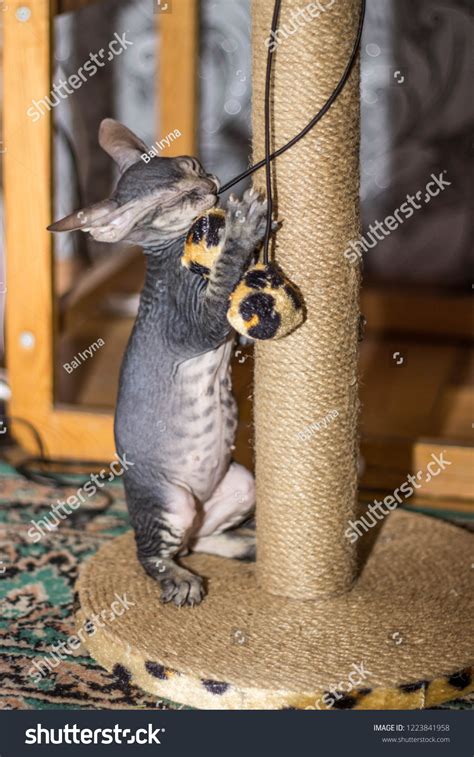 Naked Cat Breed Sphinx Plays Portrays Stock Photo Shutterstock