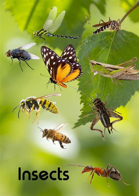 insects tuisonderwys hulpbronne