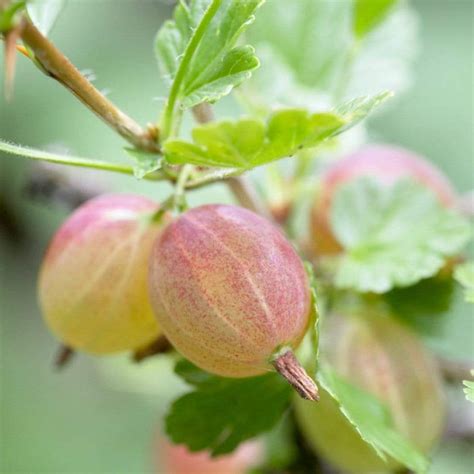 Invicta Gooseberry Bush Roots Plants