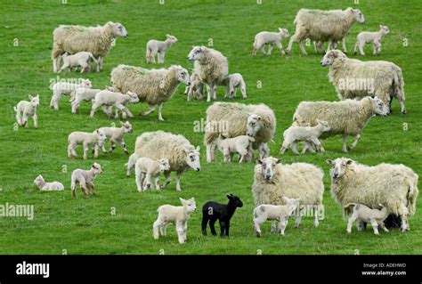 Farming Agriculture Sheep Flock Of Sheep Ewes With Lambs Stock Photo