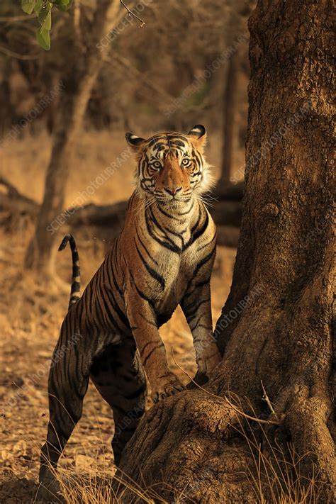 Facts About Bengal Tigers You Might Not Know Bandhavgarh, 44% OFF