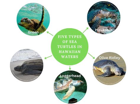Hawksbill Sea Turtle Diagram