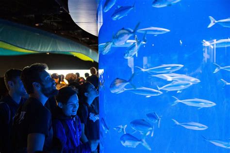 Aquarium Of The Pacific Aquarium News Things To See And Do At The Aquarium This Summer