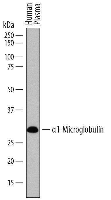 Human alpha 1-Microglobulin Antibody AF7724: R&D Systems