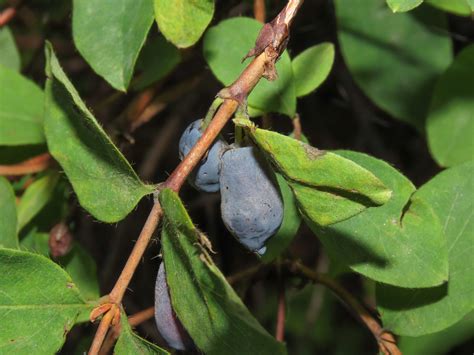 Lonicera Caerulea Web Page Navigation Blue Honeysuckle Haskap