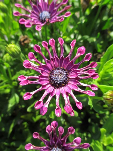 Rotary Botanical Gardens - Hort Blog: African Daisies (Osteospermum)