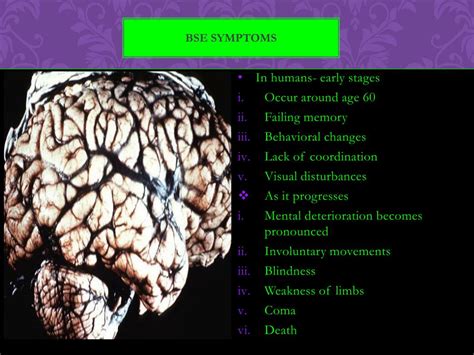 PPT - Bovine Spongiform Encephalopathy PowerPoint Presentation, free download - ID:1995550