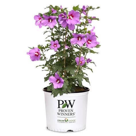 PROVEN WINNERS 2 Gal Lil Kim Violet Rose Of Sharon Hibiscus Shrub